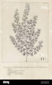 Image result for Cliffortia