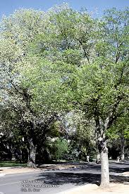 Image result for Ulmaceae