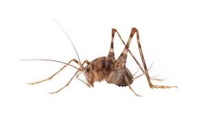 After your resident crickets are gone, here's what you can do to prevent keep your kitchen and anywhere human or animal food is consumed in your home clean. All About Camel Cricket Beyond Pest Control Inc