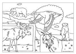 There's no better cure for cabin fever than printing and coloring our free coloring pages for kids. Canadian Animal Colouring Pages Coloring And Drawing