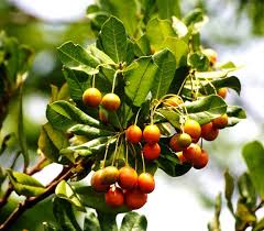 Image result for Lannea schimperi