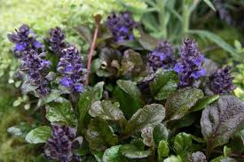 Image result for Ajuga