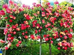 Per te, la siepe di cedro, cipresso, salsa di alloro fa rima con banalità e austerità, quindi opta per un fiore di siepe dai colori scintillanti che ti sorprenderà con le stagioni con i colori del suo vestito. Siepe Fiorita Siepi Come Coltivare Una Siepe Fiorita