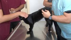 Balkondan Dusen Yaramaz Kedi Gece Ameliyat Edildi Son Dakika