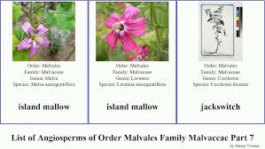 Image result for Hibiscus migeodii