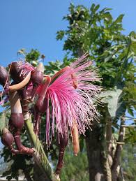 Image result for Pseudobombax