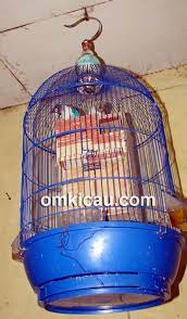 Misalnya, jika anda memiliki banyak pasangan, anda dapat membuat model kabinet, anda juga dapat membuat kandang besar untuk menaruh beberapa. Penangkaran Lovebird Iwan Cisadane Bf Dari Kandang Multifungsi Hingga Sangkar Gantung Om Kicau
