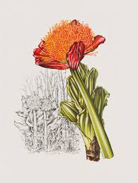 Image result for Scadoxus puniceus