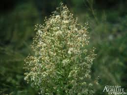 Image result for Conyza