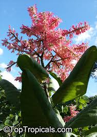 Image result for Triplaris