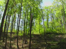 • suprafata parcursa cu lucrari de impaduriri, provine din exploatarea unui arboret de rasinoase, pin. Directia Silvica Satu Mare Home Facebook