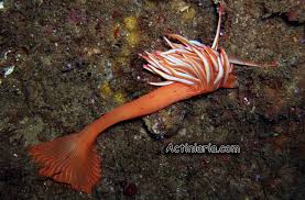 Image result for Sarcocornia natalensis