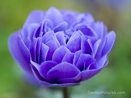 We did not find results for: 48 Free Flower Wallpaper Downloads On Wallpapersafari