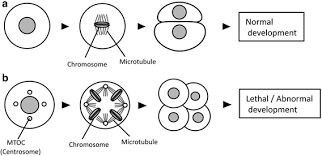 The mouse zygote lacks discernible astral microtubules but still divides. Figure 2 Development Of Polyspermic Zygote And Possible Contribution Of Polyspermy To Polyploid Formation In Angiosperms Springerlink
