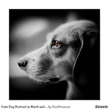 Black And White Dog And Cat Pictures Pin On Godzilla1955