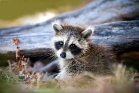 If you are not yet fully vaccinated against rabies and you do come in contact with bats, raccoons, dogs, etc., i kindly suggest that you get the vaccine series against rabies: Woman Rescued A Baby Raccoon Now She And 20 Friends Need Rabies Treatment Live Science