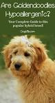 Are Goldendoodles Hypoallergenic?