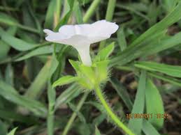 Image result for Ipomoea pes-tigridis