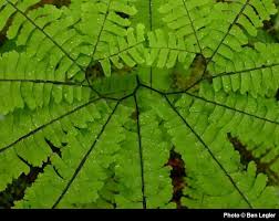 Image result for Adiantum comorense