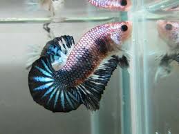 Gallery Of Our Betta Farm And Beautiful Show Bettas Betta Betta Fish Fish Pet