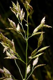 Image result for Eragrostis chapelieri