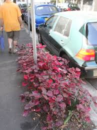 Image result for Iresine