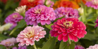 Monsoon season is the perfect time to trek to the valley of flowers in india, with 300 different varieties of alpine flowers. How To Grow Beautiful Zinnia Flowers Harvesting And Planting Zinnia Seeds