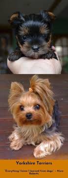 Yorkshire Terrier Welpen Sind Die Sussesten Hunde Der Welt Die Aus Yorksh Yorkshire Terrier Aus Der Die Cachorros Yorkshire Filhotes Fofinhos Caes