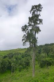 Image result for Juniperus procera