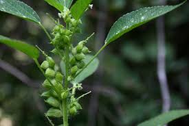 Image result for Acalypha fimbriata