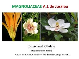 Image result for Magnoliaceae