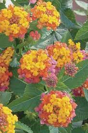Wilson Bros Gardens If You Re In Usda Zones 7b To 11 And Looking For A Super Cold Hardy Perennial Lantana That Wil Lantana Plant Flower Pots Hardy Perennials