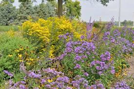 Maybe you would like to learn more about one of these? New England Aster Aster Novae Angliae 3 5 Pot Blazing Star Gardens
