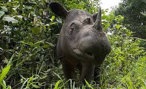 Sumatran Rhinoceros Critically Endangered Animals In India Sumatran Rhino Endangered Animals Rhino Species