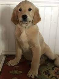 These pups are created by breeding a poodle with a golden retriever. Goldendoodle Golden Retriever Puppies For Sale In Ohio Kingdom Hearts Kennel