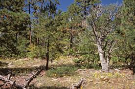 Content Posted in 2016 | UNM Digital Repository