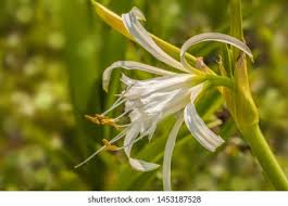 Image result for Ismene narcissiflora