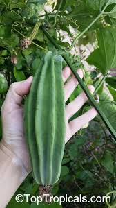 Image result for Telfairia occidentalis