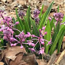 Image result for Ledebouria