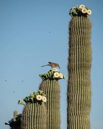 Very young crowd and can be loud every night. South Mountain Park Preserve Phoenix Arizona Trails Sites