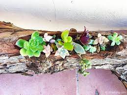 Log in or sign up in seconds.| no posts regarding the entheogenic or spiritual uses of cacti, check out /r/druggardening if you want to discuss such things. Diy Create Your Own Wooden Log Succulent Planter