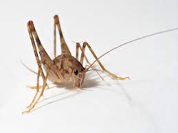 One of their favorite foods is a fungus that grows on damp basement walls. Meet The Camel Cricket The Infinite Spider