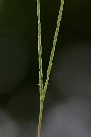 Image result for Digitaria compressa
