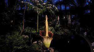 Home Amorphophallus Titanum Titan Arum Or Corpse Flower Research Guides At New York Botanical Garden