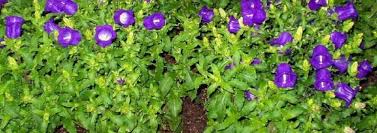 In floriography, it represents gratitude, or faith and constancy. Campanula Species Bellflower Canterbury Bells Campanula Medium