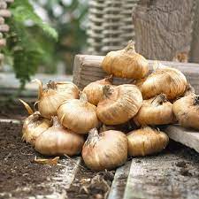 We did not find results for: Gladiolus Bulbs Purple Flora Spring Flower Bulbs Eden Brothers