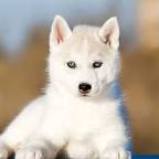 Siberian Husky Puppies For Sale | Greenfield Puppies