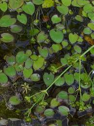 Image result for Caldesia parnassifolia