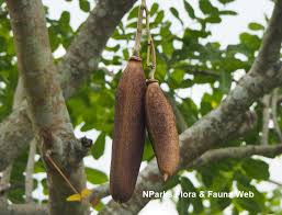 Image result for Kigelia africana