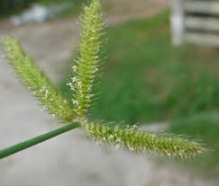 Image result for Dactyloctenium aegyptium